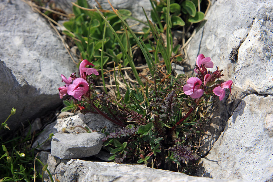 Glavičasti ušivec
Glavičasti ušivec pod Veliko Mojstrovko.
Ključne besede: glavičasti ušivec pedicularis rostratocapitata