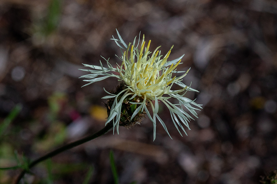 Dvobarvni glavinec
Dvobarvni glavinec.
Ključne besede: dvobarvni glavinec centaurea dichroantha