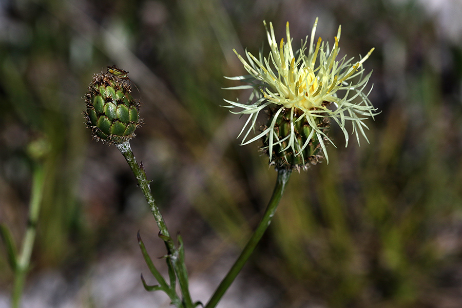 Dvobarvni glavinec
Dvobarvni glavinec.
Ključne besede: dvobarvni glavinec centaurea dichroantha
