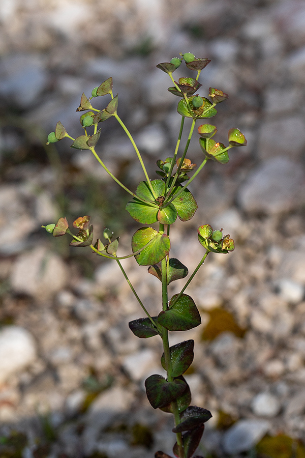 Kernerjev mleček
Kernerjev mleček.
Ključne besede: kernerjev mleček euphorbia triflora subsp. kerneri