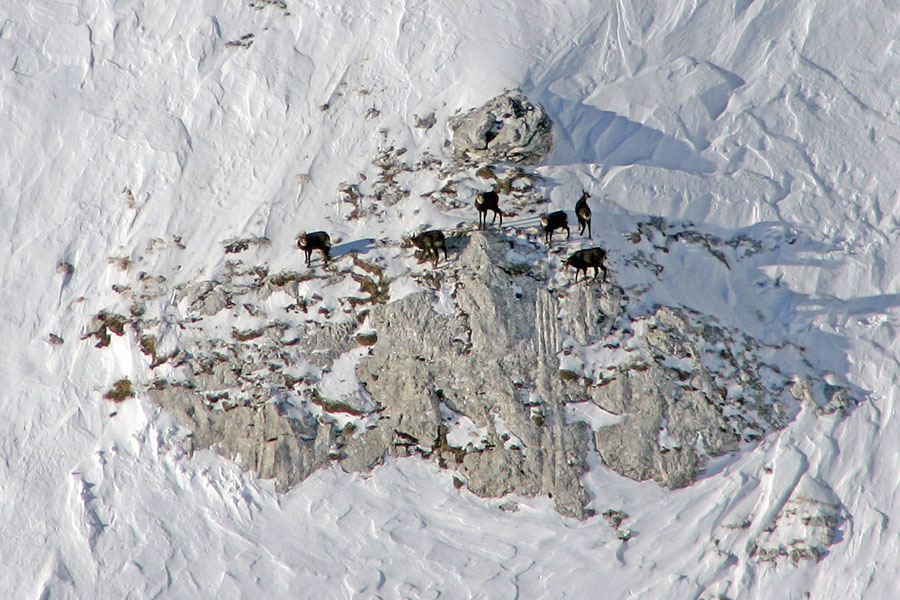 Gamsi
Žal predaleč za moj objektiv. Je pa zanimivo, kako iščejo še tako male zaplate trave. Pod Toscem.
Ključne besede: gamsi tosc rupicapra rupicapra