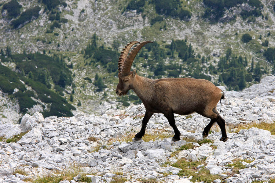 Na pašo
Kozorog na paši. na Rjavini.
Ključne besede: kozorog capra ibex ibex