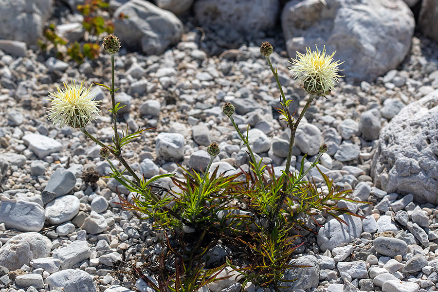 Dvobarvni glavinec
Dvobarvni glavinec.
Ključne besede: dvobarvni glavinec centaurea dichroantha