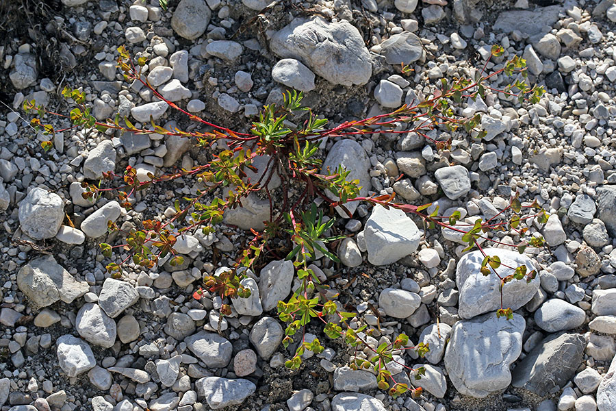 Kernerjev mleček
Kernerjev mleček.
Ključne besede: kernerjev mleček euphorbia triflora subsp. kerneri