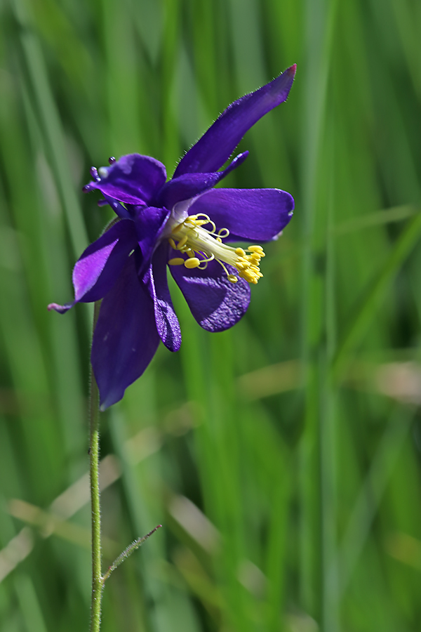 Einselejeva orlica
Einselejeva orlica.
Ključne besede: einselejeva orlica aquilegia einseleana