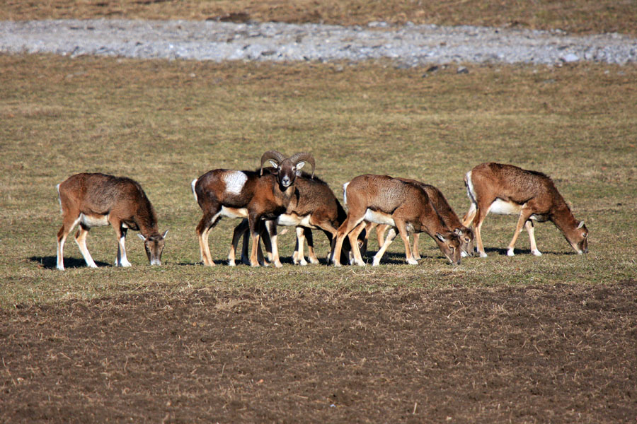 Opreznost
Poglejte no, a nas Peter slika?
Ključne besede: muflon ovis orientalis musimon