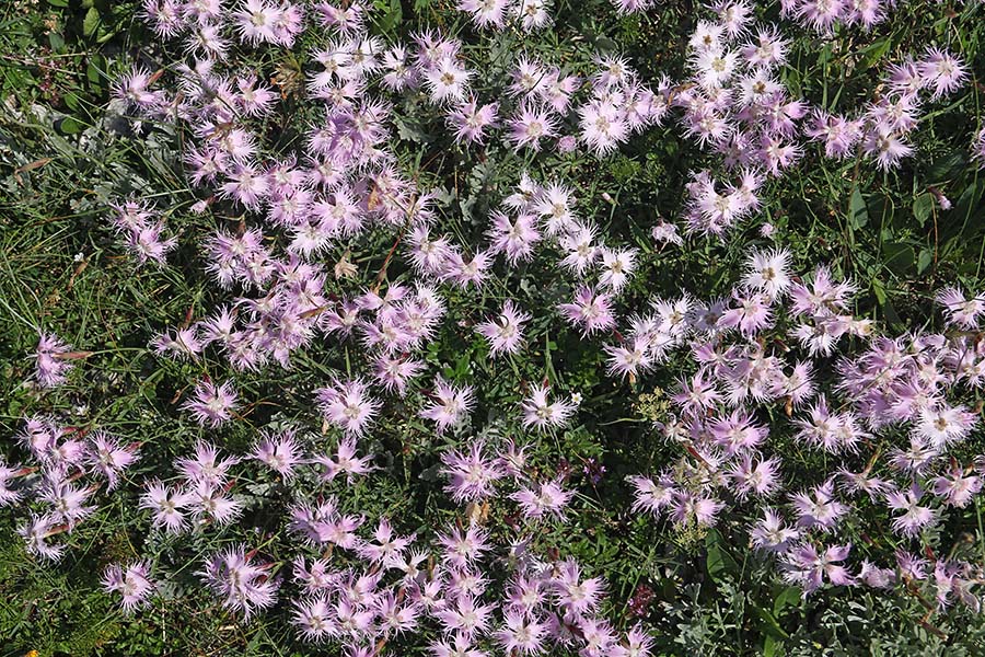 Sternbergov klinček
Ob poti na Vogel.
Ključne besede: sternbergov klinček dianthus sternbergii