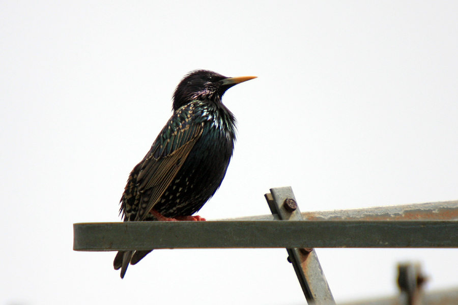 Škorec
Škorec na strelovodu.
Ključne besede: škorec sturnus vulgaris