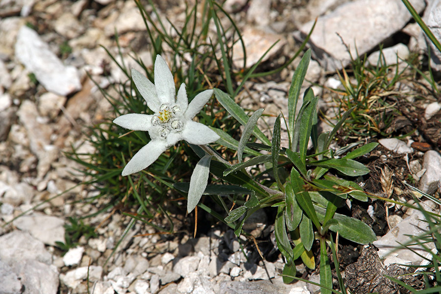 Planika
Planika ob poti.
Ključne besede: planika leontopodium alpinum