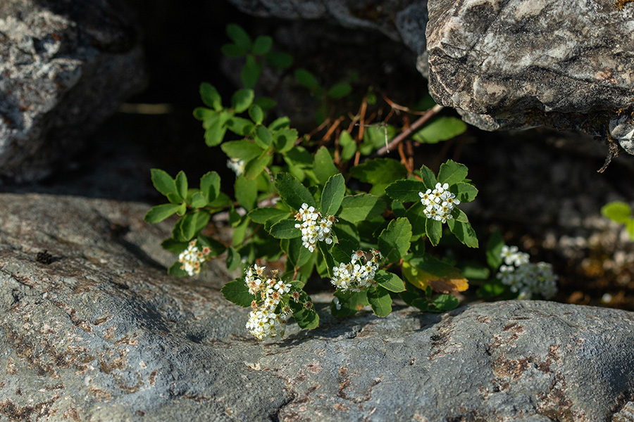 Medvejka
Medvejka ob enem od potokov v Reziji.
Ključne besede: Medvejka Spiraea sp.