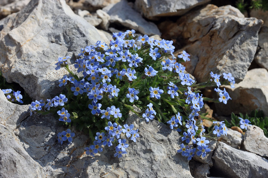 Triglavska neboglasnica
Triglavska neboglasnica na najbolj vzhodnem delu južnih Bohinjskih gora.
Ključne besede: triglavska neboglasnica eritrichum nanum