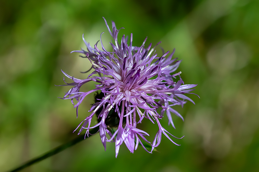 Fritschev glavinec
Fritschev glavinec.
Ključne besede: fritschev glavinec centaurea scabiosa fritschii