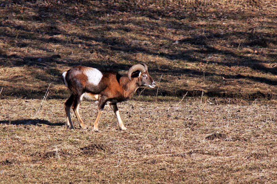 Samček
Glede na manjše rogove gre verjetno za mlad primerek muflona.
Ključne besede: muflon ovis orientalis musimon