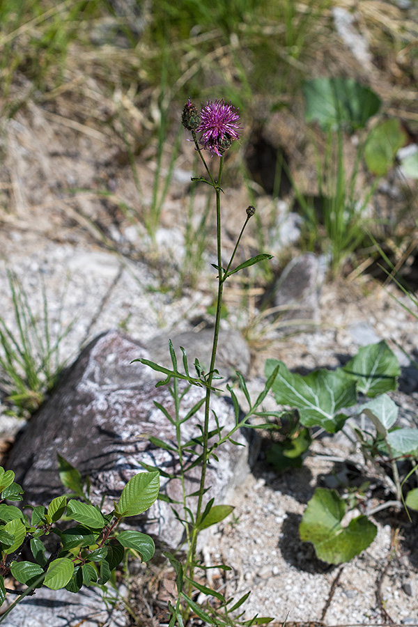 Fritschev glavinec
Fritschev glavinec.
Ključne besede: fritschev glavinec centaurea scabiosa fritschii