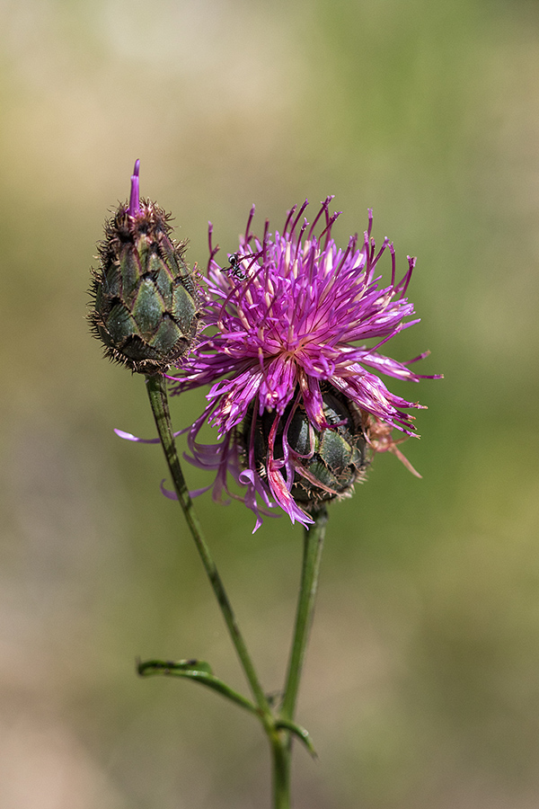 Fritschev glavinec
Fritschev glavinec.
Ključne besede: fritschev glavinec centaurea scabiosa fritschii