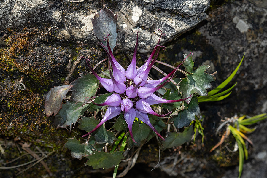 Šopasti repušnik
Šopasti repušnik.
Ključne besede: šopasti repušnik physoplexis comosa
