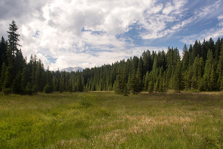 Pokljuško barje
Na enem od Pokljuških barij. Zadaj se kaže Rjavina.
Ključne besede: spodnji goreljek pokljuško barje pokljuka rjavina