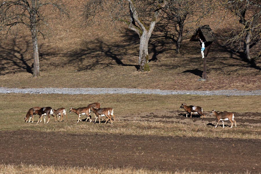 Pod božjim očesom I.
Če je kompleten trop muflonov na Pokljuki pospravil volk, potem se na tej sliki lepo vidi, kdo tu pazi nanje ...
Ključne besede: muflon ovis orientalis musimon