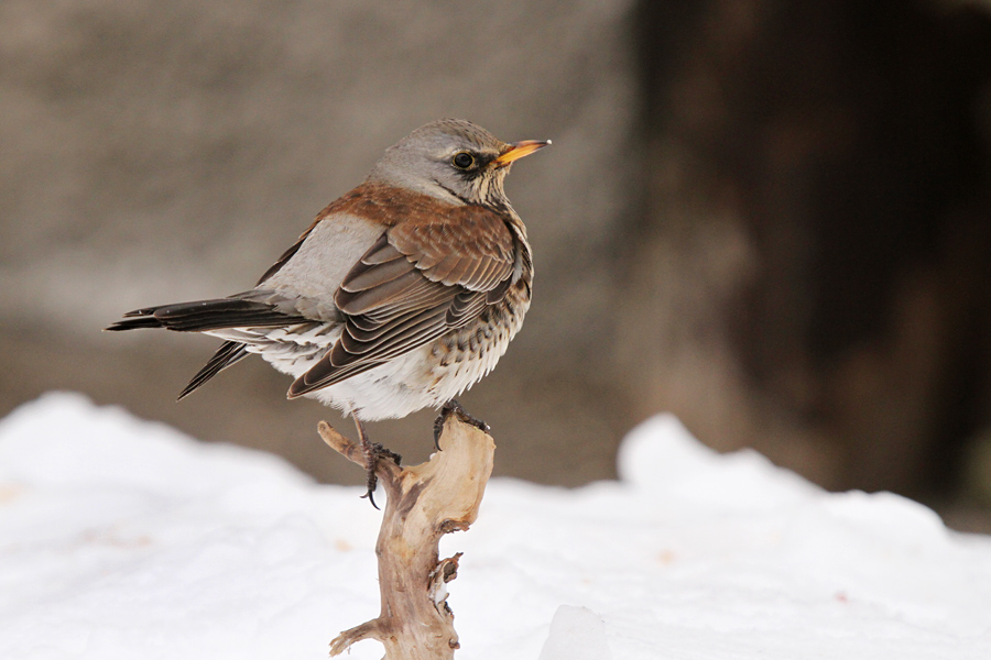 Brinovka II.
Brinovka.
Ključne besede: brinovka turdus pilaris
