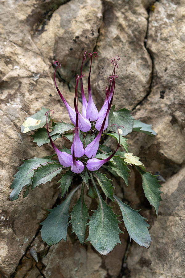 Šopasti repušnik
Šopasti repušnik.
Ključne besede: šopasti repušnik physoplexis comosa