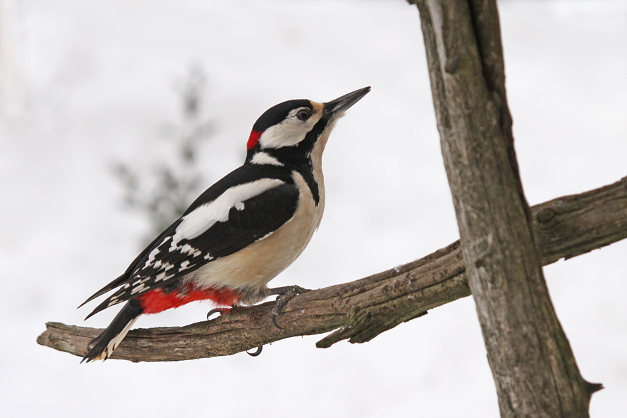Veliki detel
Veliki detel.
Ključne besede: veliki detel dendocopos major