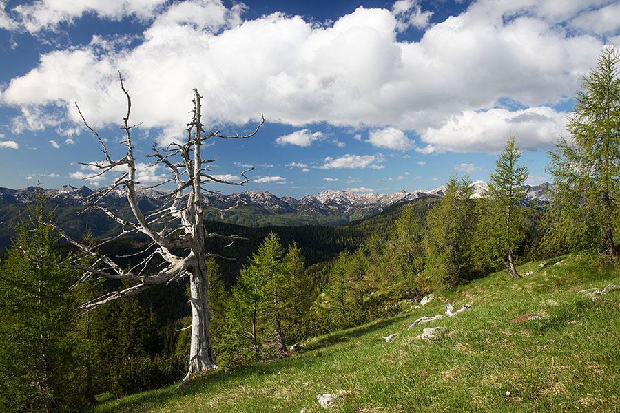Viharnik
Viharnik ob poti na Ograde.
Ključne besede: ogradi bohinjsko tolminski greben