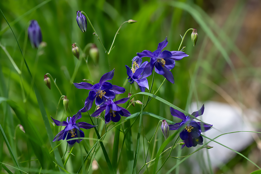 Einselejeva orlica
Einselejeva orlica.
Ključne besede: einselejeva orlica aquilegia einseleana