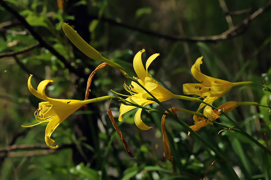 Rumena maslenica 
Rumena maslenica.
Ključne besede: rumena maslenica hemerocallis lilioasphodelus