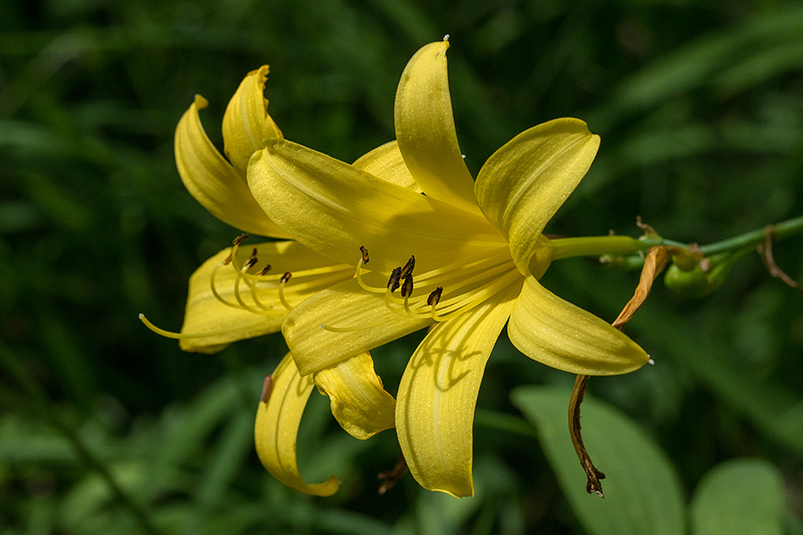 Rumena maslenica
Rumeno maslenico v divjini najdemo ob potokih v dolini Rezije.
Ključne besede: rumena maslenica hemerocallis lilioasphodelus