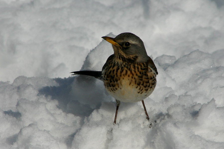 Brinovka
Brinovka (Turdus pilaris) je nora na jabolka.
Ključne besede: brinovka turdus pilaris