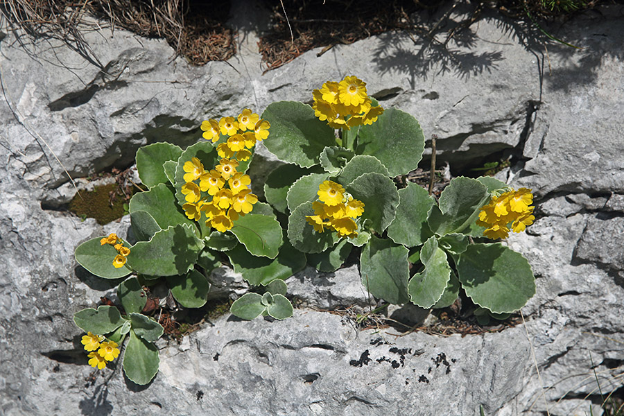 Avrikelj
Avrikelj ob poti na Ograde.
Ključne besede: lepi jeglič avrikelj primula auricula