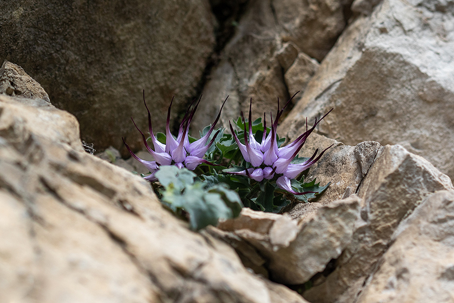 Šopasti repušnik
Šopasti repušnik.
Ključne besede: šopasti repušnik physoplexis comosa