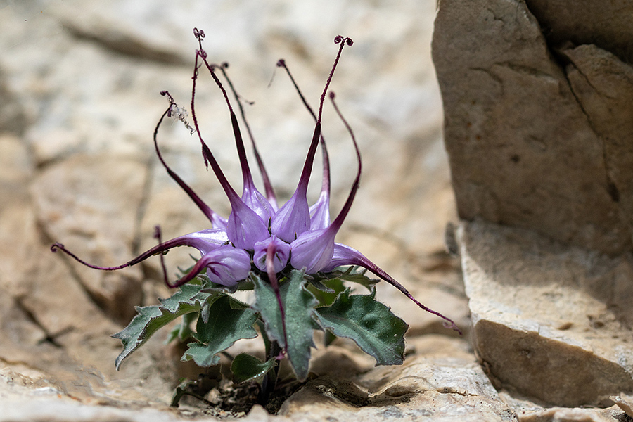 Šopasti repušnik
Šopasti repušnik.
Ključne besede: šopasti repušnik physoplexis comosa