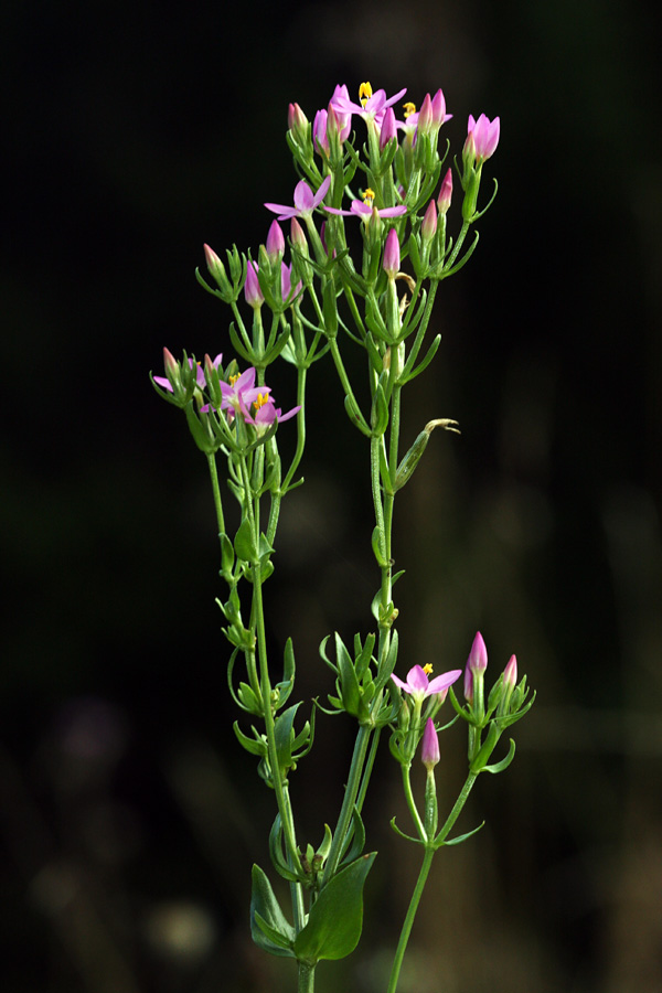Navadna tavžentroža II.
Navadna tavžentroža.
Ključne besede: navadna tavžentroža centaurium erythraea