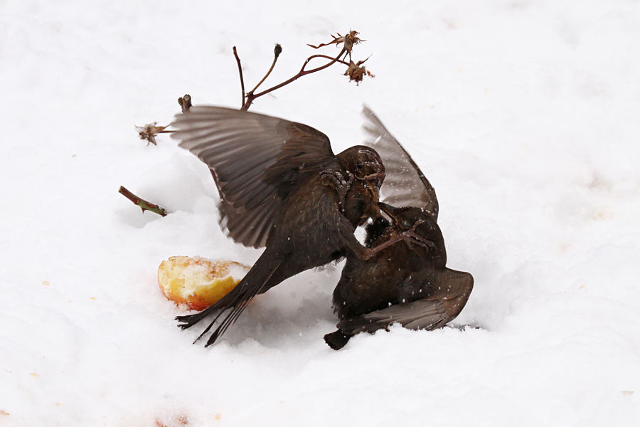 Trnova pot do hrane I.
Prepir je nastal zaradi jabolka. V snegu je bilo sicer več jabolk, a kosulji sta se vseeno sprli. Pretepi so videti kar kruti.
Ključne besede: kos turdus merula