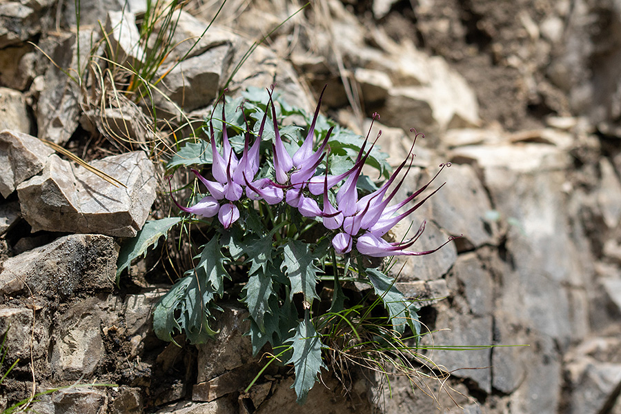 Šopasti repušnik
Šopasti repušnik.
Ključne besede: šopasti repušnik physoplexis comosa