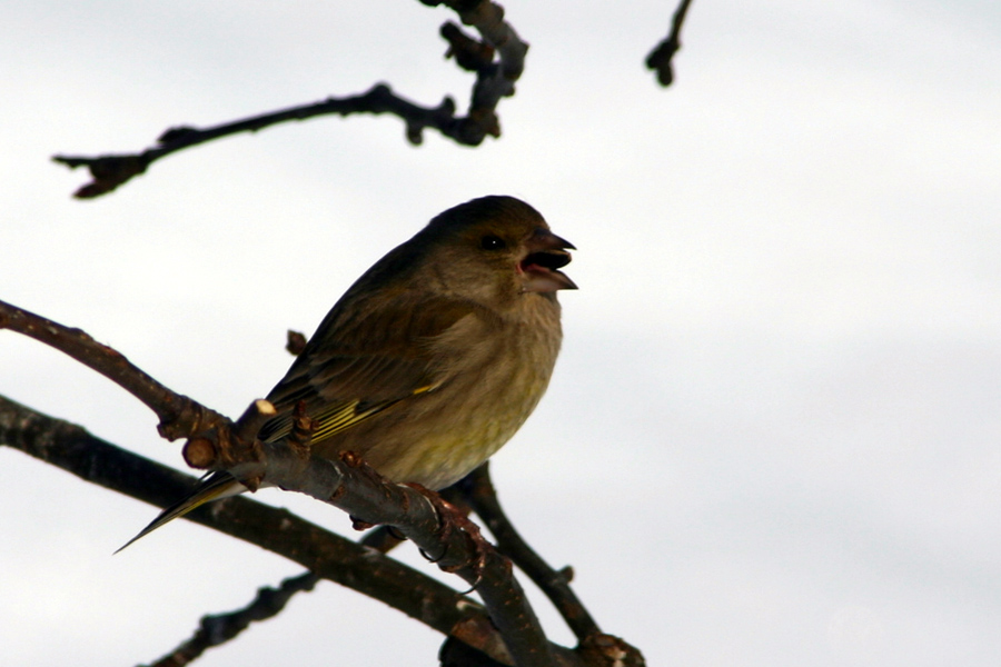 Zelenček
Zelenček (Carduelis chloris) - samica pri petju. 
Ključne besede: zelenec carduelis chloris