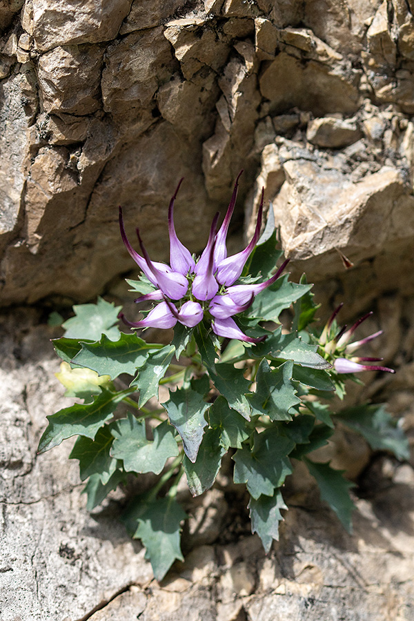 Šopasti repušnik
Šopasti repušnik.
Ključne besede: šopasti repušnik physoplexis comosa