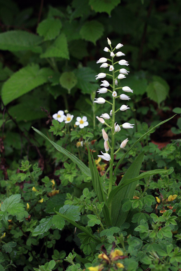 Dolgolistna naglavka
Bleščeče beli cvetovi dolgolistne naglavke (Cephalanthera longifolia) v kontrastu s temnim obronkom gozda. Podjelje.
Ključne besede: dolgolistna naglavka cephalanthera longifolia