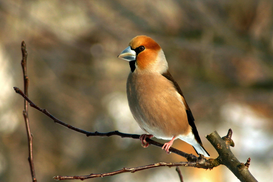 Dlesk
Naš Dlesk ( Coccothraustes coccothraustes). Prepirljivec v krmilnici.
Ključne besede: dlesk coccothraustes coccothraustes