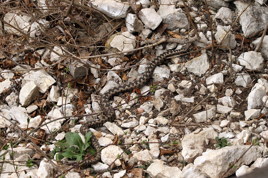 Cik cak med kamni
V začetku pomladi so se prebudili tudi modrasi. 
Ključne besede: modras vipera ammodytes