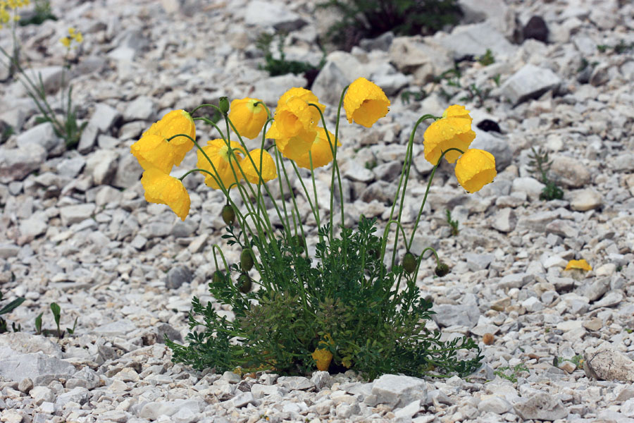 Petkovškov mak
Petkovškov mak v južno Bohinjskih gorah.
Ključne besede: petkovškov mak papaver alpinum ssp. victoris