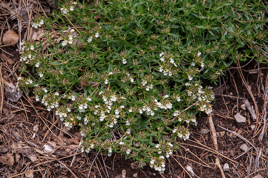 Gorski vrednik
Gorski vrednik.
Ključne besede: gorski vrednik teucrium montanum