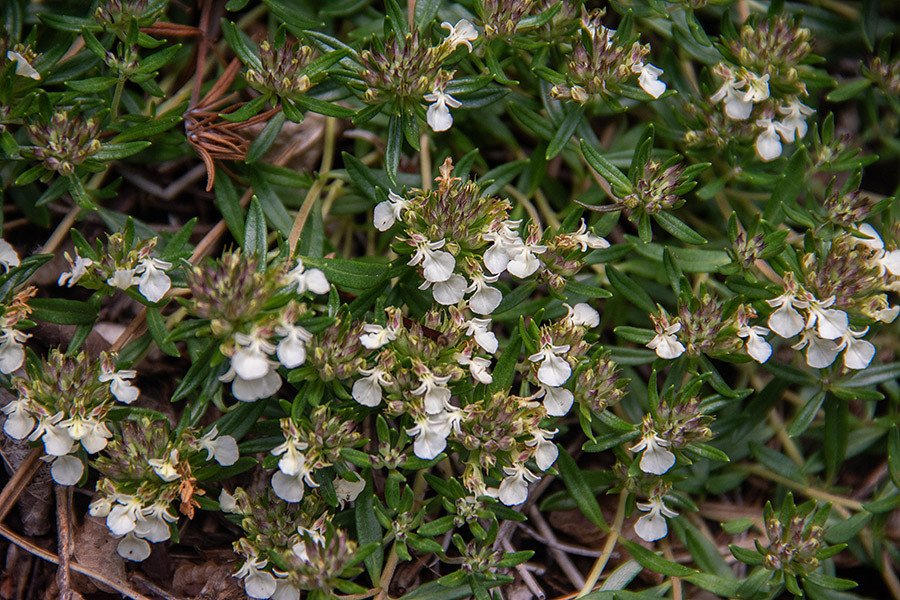 Gorski vrednik
Gorski vrednik.
Ključne besede: gorski vrednik teucrium montanum