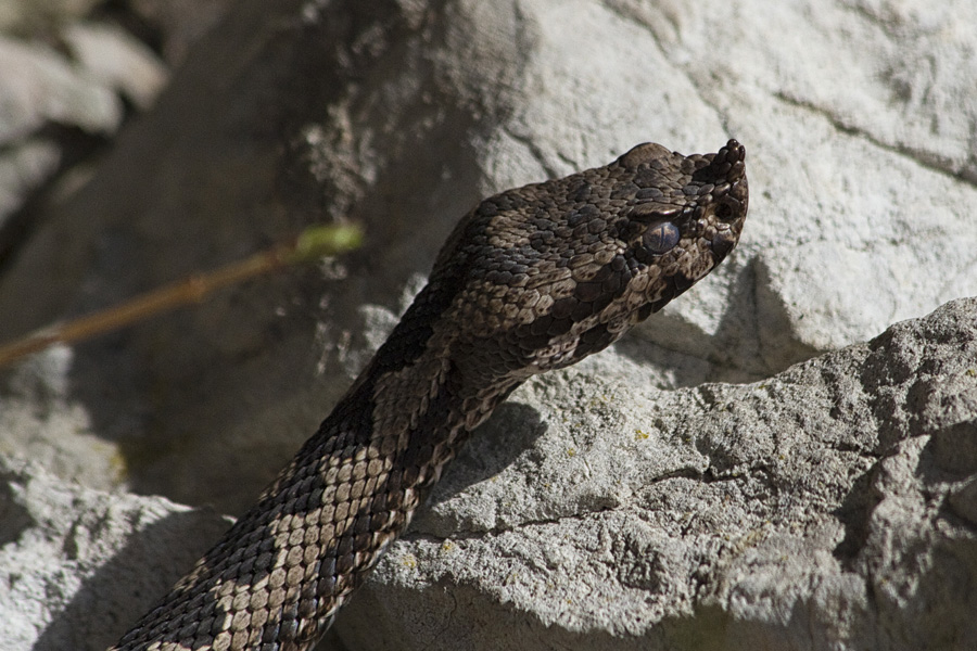 Modras IV.
Nekoliko bližje.
Ključne besede: modras vipera ammodytes