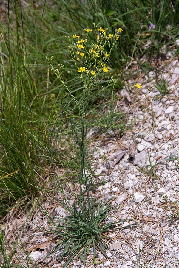 Porovolistna škržolica
Porovolistna škržolica. 
Ključne besede: porovolistna škržolica hieracium porrifolium