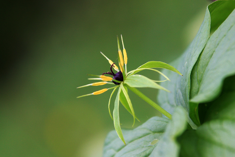 Strupena lepota
Volčja jagoda (paris quadrifolia) je v celoti strupena rastlina. Posnetek je z Bitenjske planine, sicer pa v gozdovih ni redka.
Ključne besede: volčja jagoda paris quadrifolia