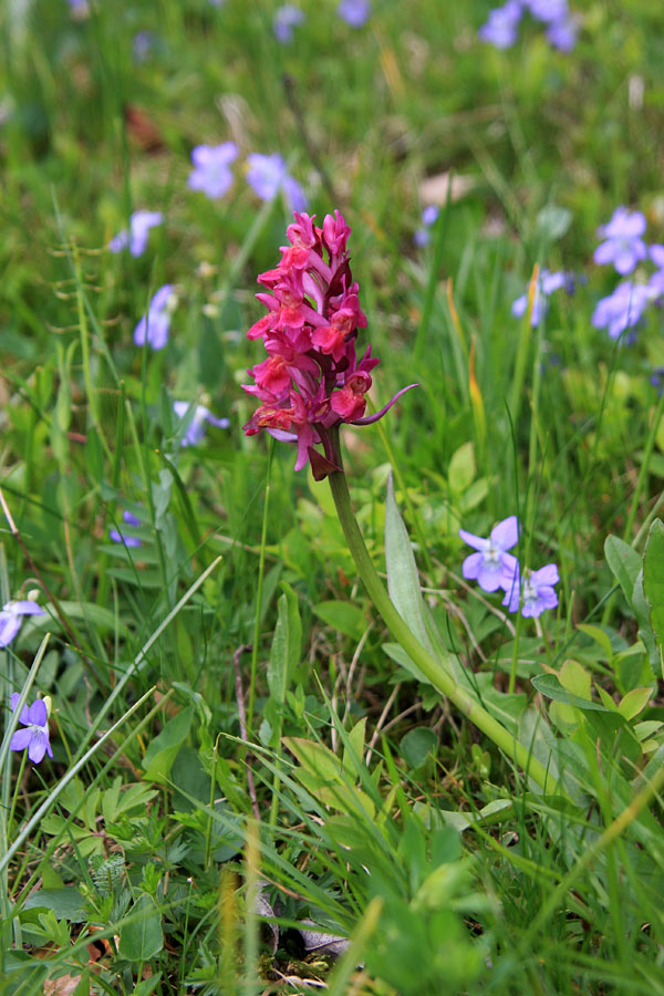 Bezgova prstasta kukavica I.
Zanimiva kukavičevka (Dactylorhiza sambucinaki) cveti v rumeni ali v rdeči barvi. Tokrat rdeča... Planina Strme.
Ključne besede: bezgova prstasta kukavica dactylorhiza sambucina