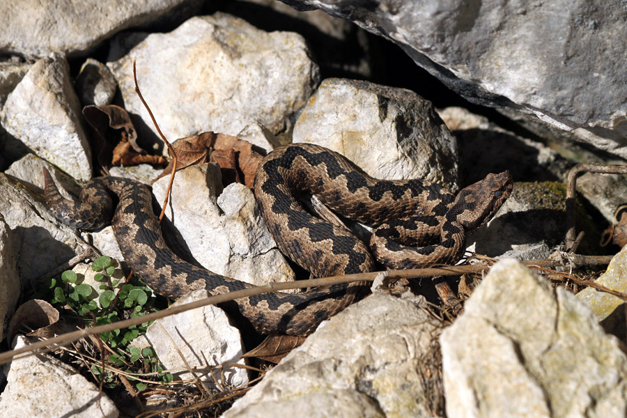 Modras III.
Modras pred svojim skrivališčem.
Ključne besede: modras vipera ammodytes