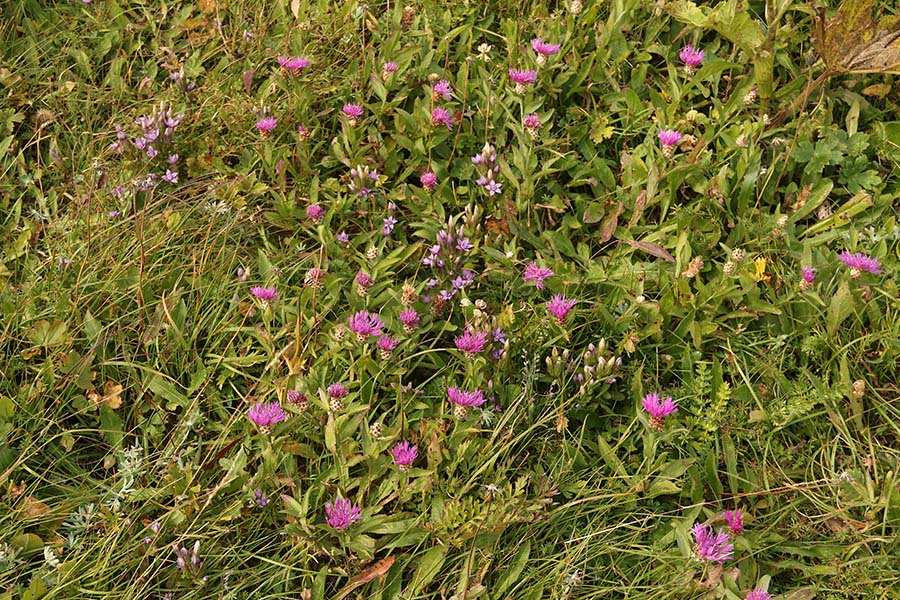 Haynaldov glavinecin čašasti sviščevec
Haynaldov julijski glavinec in čašasti sviščevec. Na Črni prsti.
Ključne besede: haynaldov julijski glavinec centaurea haynaldiia čašasti sviščevec gentianella anisodonta